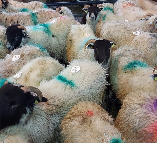 Hoggets breaking €200/head is a first for Kenmare Mart manager