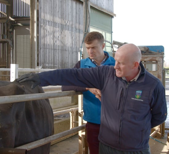 Pre-breeding management on dairy farms | Partners in Reproduction Series