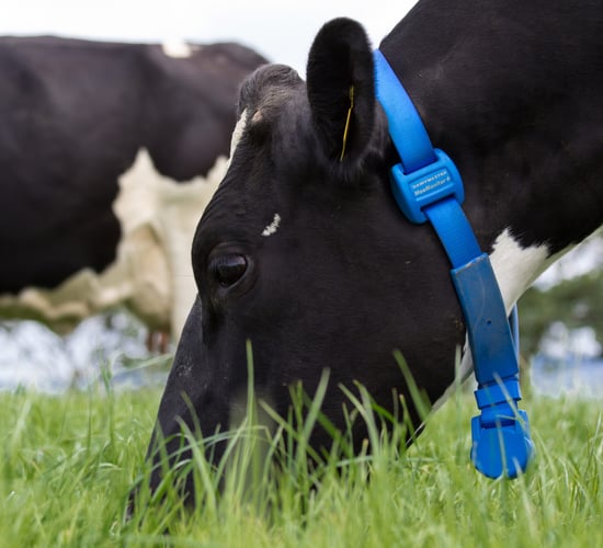 A new generation of fertility management for Irish dairy farmers