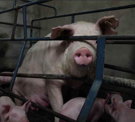 Animal rights activists claim pig cruelty in undercover investigation