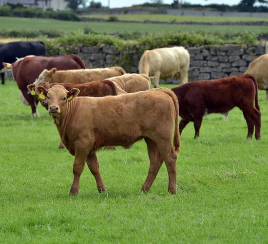 DAFM: 144 cattle reported stolen up to mid-December