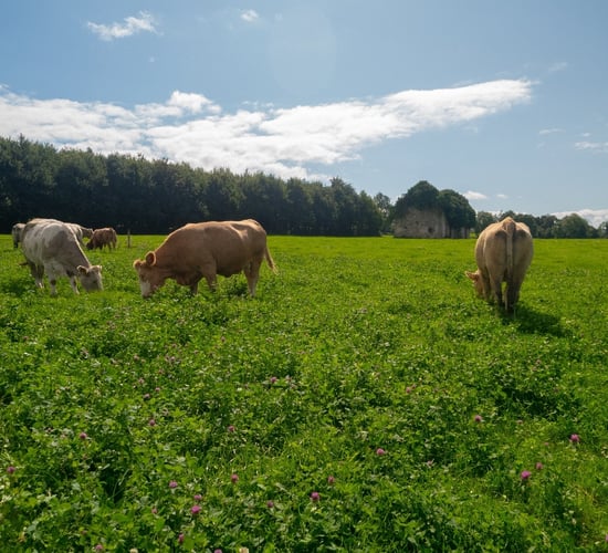 Climate smart clovers reduce fertiliser bills on Kilkenny farm