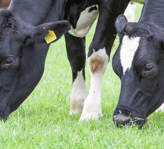 How can you ensure a successful spring turnout?