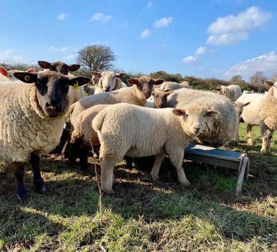 New national sheep welfare scheme to open in early April