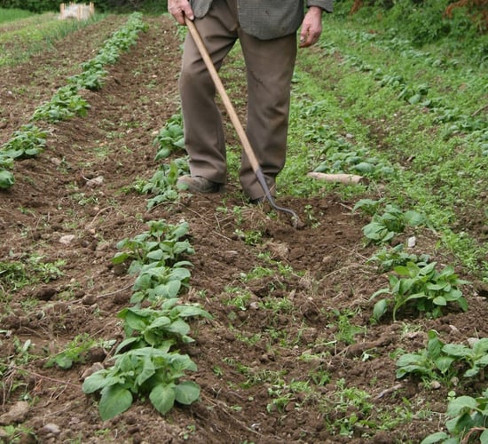 St. Patrick's Day: A time to set the spuds?