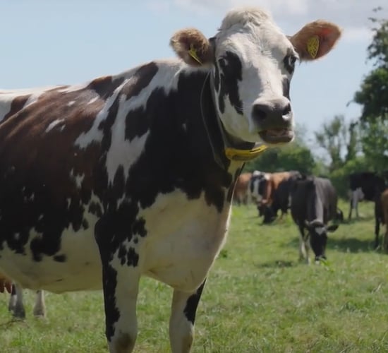 Cow collars providing consistent results on Meath farm