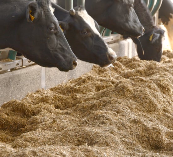 Partners in Reproduction Series: Pre-breeding management on dairy farms