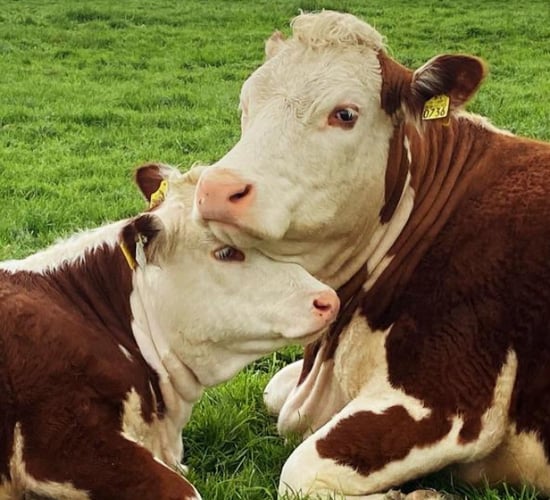 Herefords set to take centre stage at spring show and sale