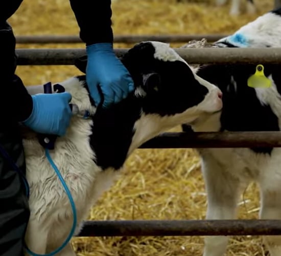 Watch: The key to fertile cows – pre-breeding health on grass systems