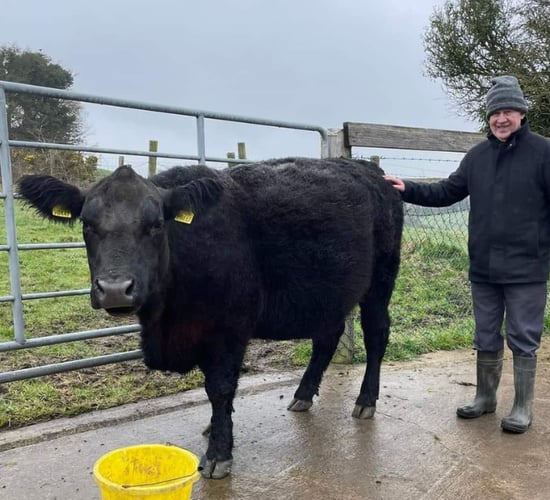 Farmer to donate proceeds of Angus cow sale to Palliative Care charity