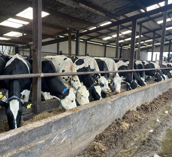 Wicklow farmers leave dairy farming on their 'own terms'