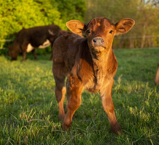BVD maps show significant progress north and south