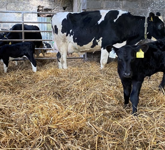 Dairy calf registrations down by nearly 50k on last year's figures