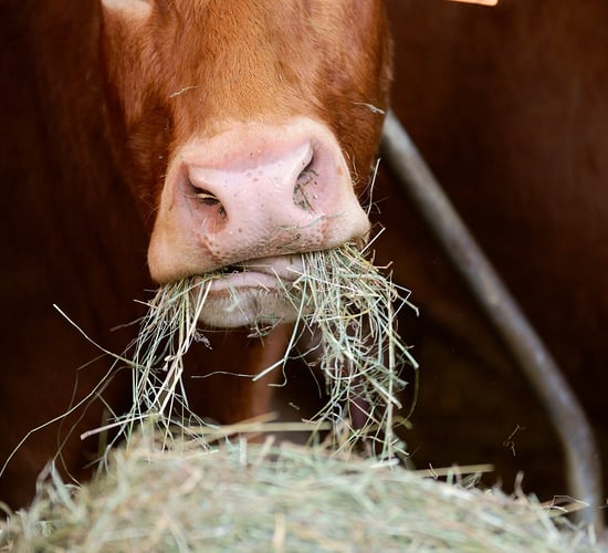 Income for beef finishers falls by almost one-fifth in 2023
