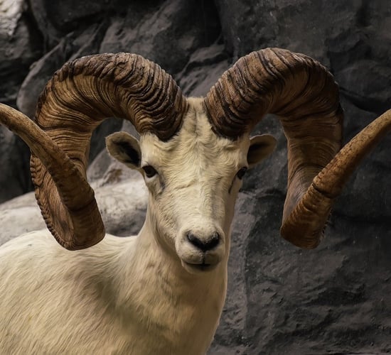 US man attempted to create 'giant sheep' for captive hunting