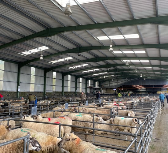 Strong cull ewe trade as hoggets remain steady at Blessington Mart