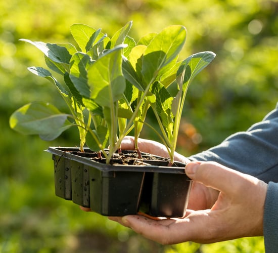 Groundbreaking seed germination model developed at Rothamsted