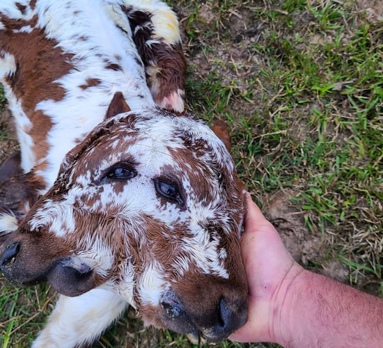 'Time will tell' fate of two-headed calf born in the US