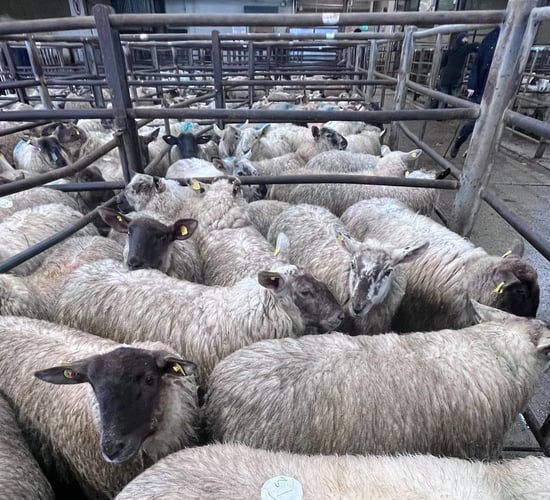Sheep marts: Spring lambs at Carnew Mart hit €242/head