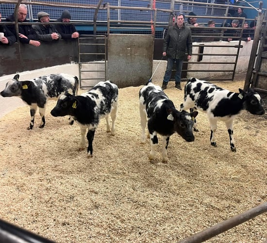 Well fed calves prove popular at Castleisland Mart