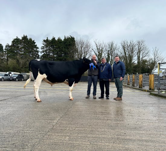 Prices hit €4,800 at the IHFA Premier Bull sale