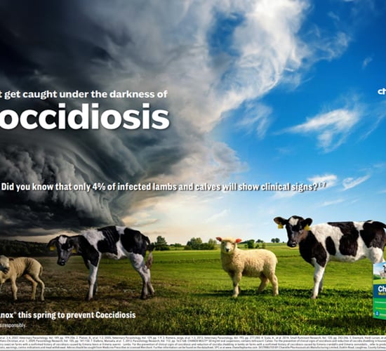 How Ireland's largest suckler farmer prevents coccidiosis