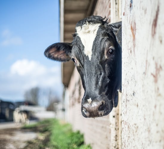 What is Johne's disease costing the farmer?