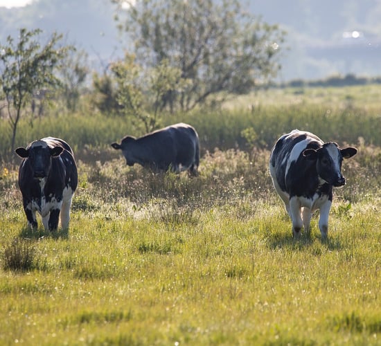 Green Party: EU budget to be 'devastating' for nature and farming