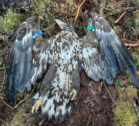 NPWS investigation underway after white-tailed eagle shot dead