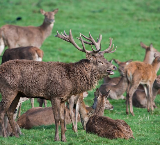 ICMSA: 'Real progress' needed for reducing deer population