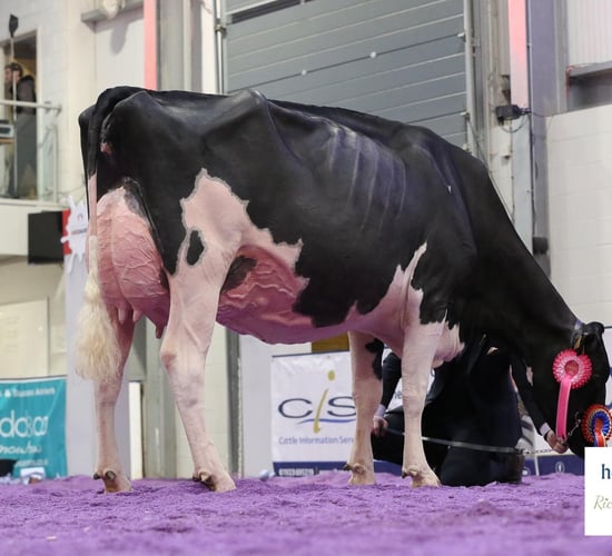 Walnutlawn Sidekick daughter claims top prize at UK Dairy Expo