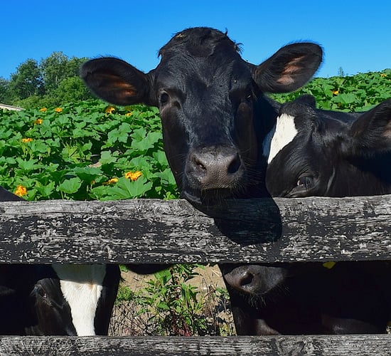 Bird flu detected in dairy cows in the US