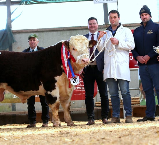 Hereford bulls hit €6,000 at premier sale in Tullamore