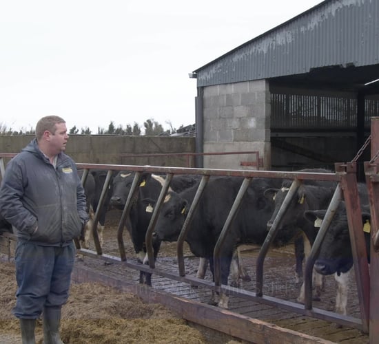 Keeping things simple on Laois dairy farm | Progressive Farm Program