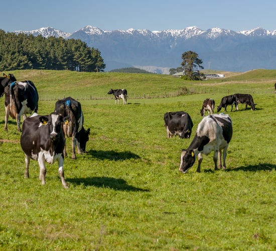 NZ farmers 'on track' to meet methane emissions reduction targets