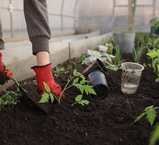 Community growers highlight 'urgent' need for enhanced policies