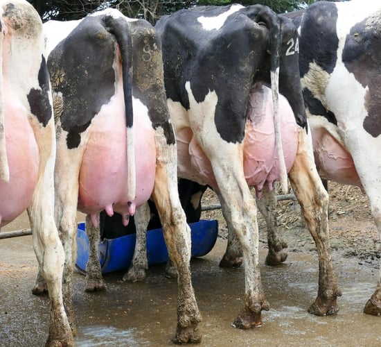 EDG Rubicon sired cow takes top price at Greenlawn sale