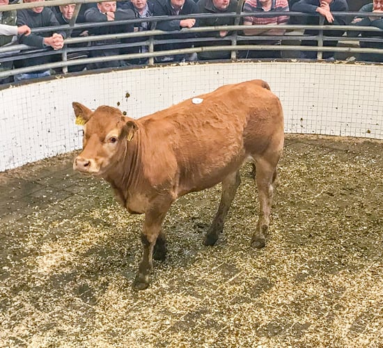 Bullocks over 500kg average €2.96/kg at Ballinrobe Mart