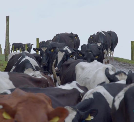 Partners in Reproduction Series: Technology to optimise fertility performance