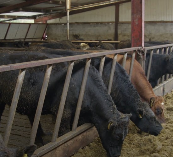 Watch: Using the CBV when selecting for dairy-beef production