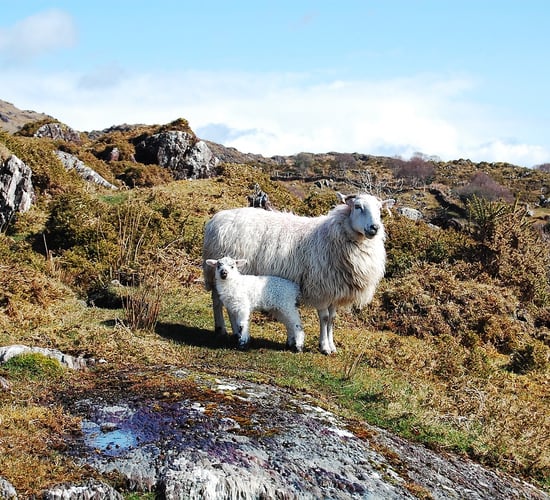 New book teaches children about animals and wellbeing