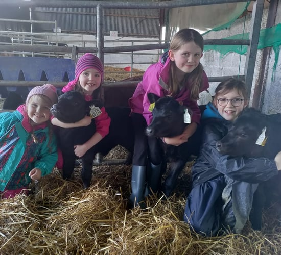 Triplet heifer calves for two IFA county chairs