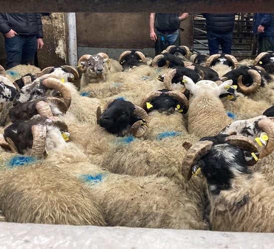 Manorhamilton sees fat hoggets clear €200/head