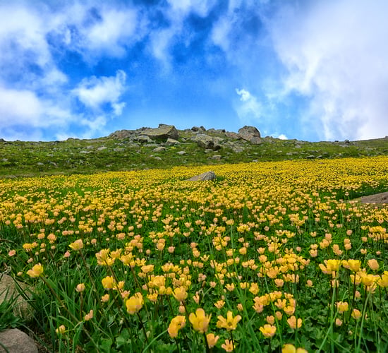 'Roadmap towards Nature Credits' criticised for lack of 'clarity'
