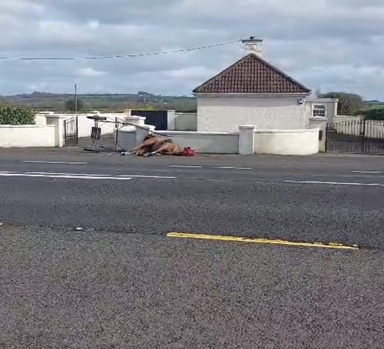 Gardaí conduct enquiries following death of a horse in Limerick