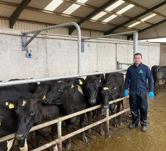A vet's approach to supporting transition cows