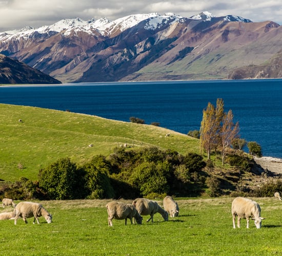 New Zealand farm profits could fall by 54% - report