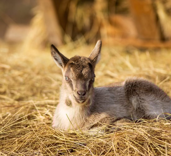 Bird flu virus detected in domestic goat in US for the first time