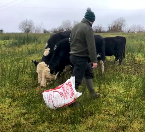 What 4 counties have the highest amount of liver fluke cases?