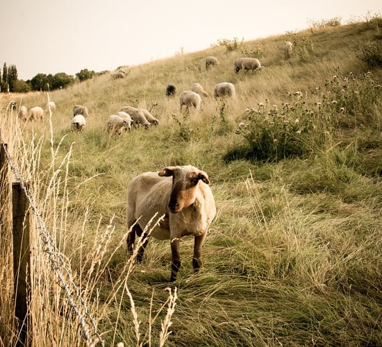 Scarcity of skilled shearers poses challenge for Australian lamb